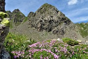 45 Silene a cuscinetto (Silene acaulis) per il Pizzo di Trona